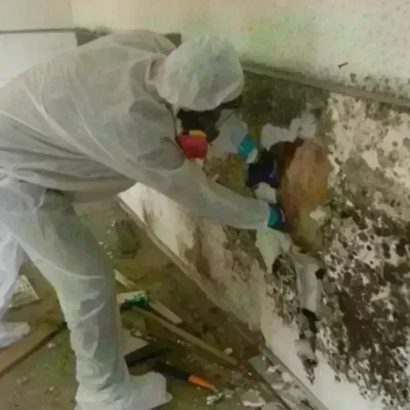 Mold Remediation and Removal in Webster, NH